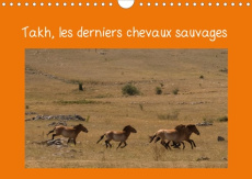 Takh, les derniers chevaux sauvages (Calendrier mural 2020 DIN A4 horizontal). Nom mongol de ce chev - Terry Miss