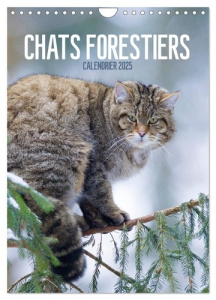Chats forestiers (Calendrier mural 2025 DIN A4 horizontal), CALVENDO calendrier mensuel. Chaque mois - Krutz Christina