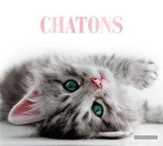 Chatons - COLLECTIF