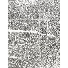 Giuseppe Penone. Edition bilingue français-anglais - Penone Giuseppe ; Tosatto Guy