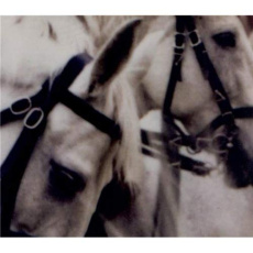 Companion. Polaroids 2002-2012, Edition bilingue français-anglais - Dumas Charlotte ; Roth Paul ; Frizot Michel ; Wieg