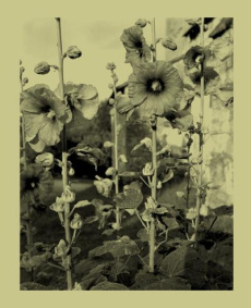 Nicholas nixon - Nixon Nicholas