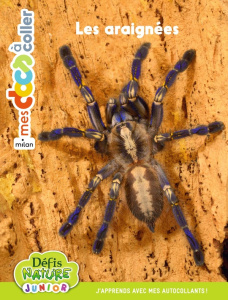 Les araignées - Payen Pauline