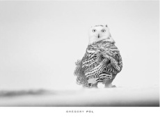 Les yeux du harfang - Pol Grégory ; Gloaguen Alexis ; Kaziraz Kyriakos