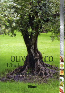 Oliviers & Co, l'huile d'olive grand cru. Emotions, sensations, créations, Edition bilingue français - Berger Jérôme ; Baussan Albert ; Mallet Jean-Franç