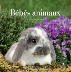 Calendrier bébés animaux. Edition 2024 - Robin Audrey ; Urbain Camille