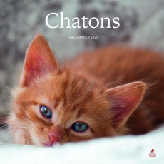 Calendrier chatons. Edition 2025 - COLLECTIF