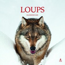 Calendrier loups. Edition 2025 - COLLECTIF
