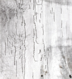 Marges. Edition bilingue français-anglais - Lenoir Jérémie ; Wat Pierre ; Ribery Fabien ; Holl