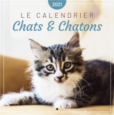 Le calendrier chats & chatons. Edition 2021 - EDITIONS 365