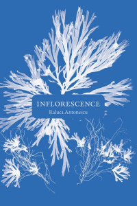 Inflorescence - Antonescu Raluca