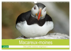 Macareux-moines Des petits oiseaux originaux! (Calendrier mural 2026 DIN A3 vertical), CALVENDO cale - Paul - babett's bildergalerie babet
