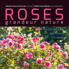 Roses grandeur nature. La collection des roses Loubert - Poullois Amaury Rosa de ; Nédélec Pierre-Yves
