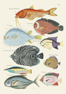 Carnet - Poissons, écrevisses et crabes. Edition bilingue français-anglais - Renard Louis