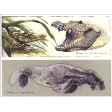 Amerzône, Souvenirs d'une expédition 1932-1934. Souvenirs d'une expédition 1932-1934 - Sokal Benoît