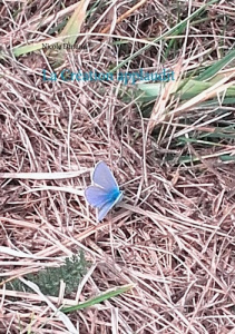 La création applaudit - Durand Nicole