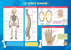 LES POSTERS DE L'ECOLE : LE CORPS HUMAIN - COLLECTIF RUE DES EC