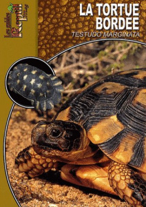 La tortue bordée. Testudo marginata - Herz Mario ; Vedovotto Nathalie