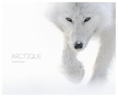 Arctique - Munier Vincent