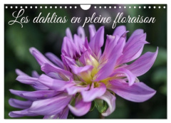Dahlias en pleine floraison calendrier m. Ce calendrier met en avant dif - Gillieron Sarah