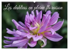 Dahlias en pleine floraison calendrier m. Ce calendrier met en avant dif - Gillieron Sarah