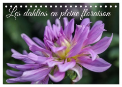 Dahlias en pleine floraison calendrier d. Ce calendrier met en avant dif - Gillieron Sarah
