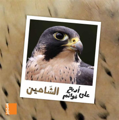 LE FAUCON PELERIN (arabe) - El-Ahdab Marwan