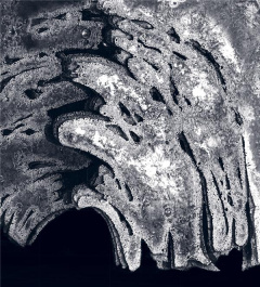 Pierre Sabatier - Bony Anne ; Corty Axelle ; Migayrou Frédéric