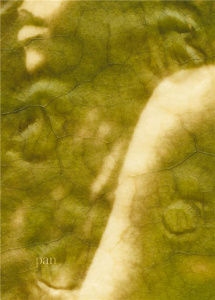 Pan - Dion Patrice ; Ribery Fabien