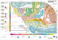 Atlas des vertébrés. Origine et évolution des vertébrés - Poster - Escher Arthur ; Marchant Robin