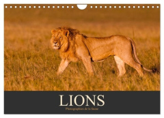 Lions - Photographies de la faune (Calendrier mural 2026 DIN A4 vertical), CALVENDO calendrier mensu - Krutz Christina