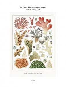 La Grande Barrière de corail - Saville-Kent William