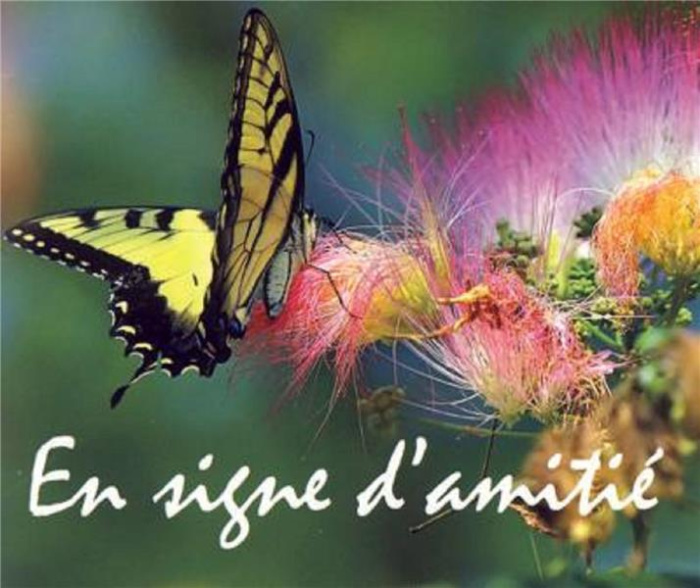 Emprunter Pack en signe d'amitie 5ex mp136 livre