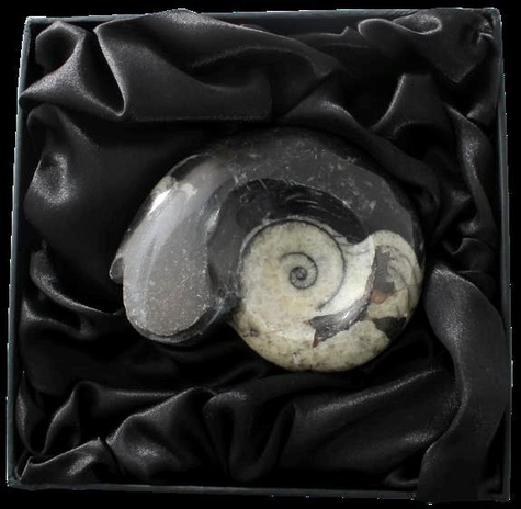 Emprunter FOSSILE DE GONIATITE - MOYEN MODELE livre