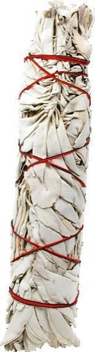 Emprunter SAUGE BLANCHE PURIFICATRICE SALVIA APIANA - MOYEN livre