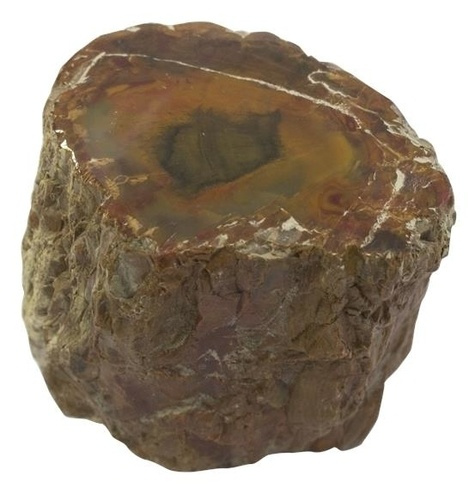 Emprunter BOIS FOSSILE/SILICIFIE UNE FACE POLIE - ENTRE 400 - 500 GR livre