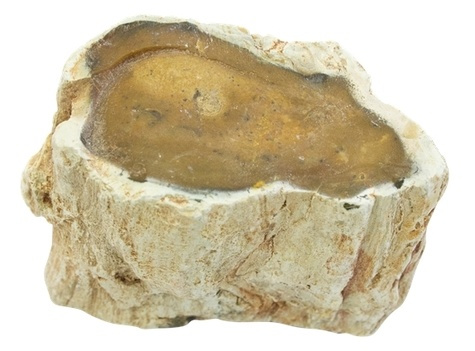 Emprunter Bois Fossile/Silicifié une face polie - entre 100 - 200 gr livre