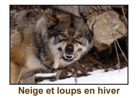 Emprunter NEIGE ET LOUPS EN HIVER LIVRE POSTER DIN A3 HORIZONTAL livre