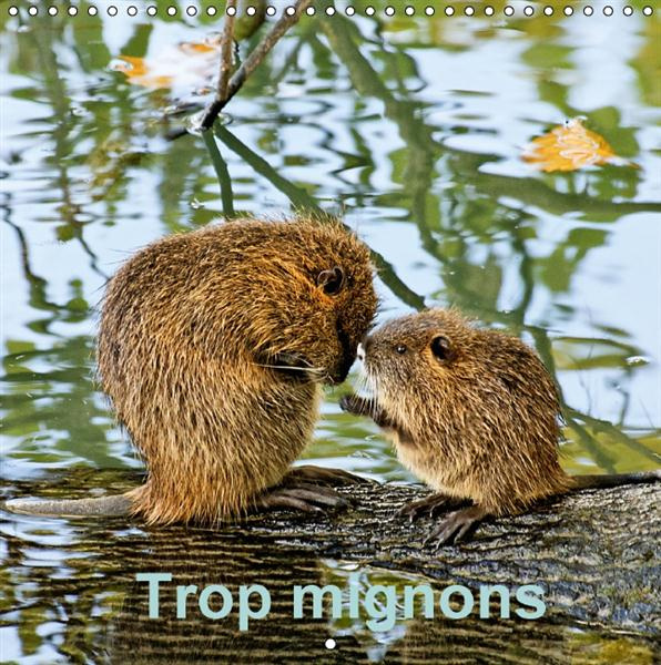 Emprunter TROP MIGNONS CALENDRIER MURAL 2016 300 300 MM SQUARE livre