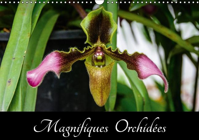 Emprunter MAGNIFIQUES ORCHIDEES CALENDRIER MURAL 2016 DIN A3 HORIZONTAL livre