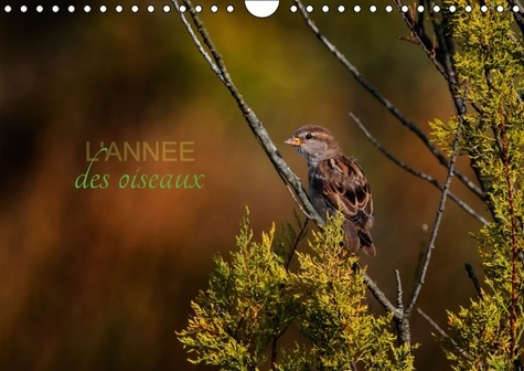 Emprunter L ANNEE DES OISEAUX CALENDRIER MURAL 2016 DIN A4 HORIZONTAL livre