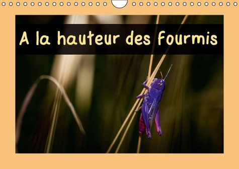 Emprunter A LA HAUTEUR DES FOURMIS CALENDRIER MURAL 2016 DIN A4 HORIZONTAL livre