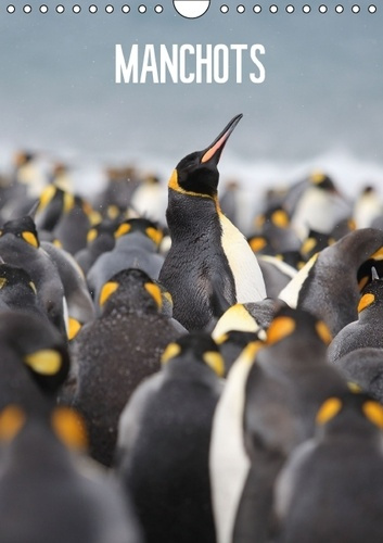 Emprunter MANCHOTS CALENDRIER MURAL 2016 DIN A4 VERTICAL livre