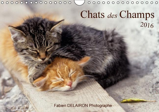Emprunter CHATS DES CHAMPS CALENDRIER MURAL 2016 DIN A4 HORIZONTAL livre