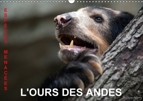 Emprunter L OURS DES ANDES ESPECES MENACEES CALENDRIER MURAL 2018 DIN - SUR LA PISTE DE L OURS DES AND livre