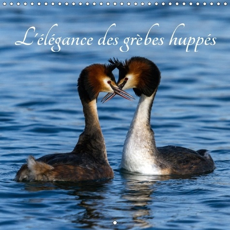 Emprunter L ELEGANCE DES GREBES HUPPES CALENDRIER MURAL 2018 300 300 M - LES GREBES HUPPES UNE BEAUTE D livre