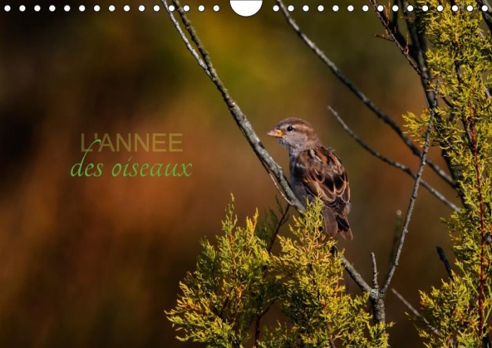 Emprunter L ANNEE DES OISEAUX CALENDRIER MURAL 2018 DIN A4 HORIZONTAL - CALENDRIER REGROUPANT QUELQUES livre