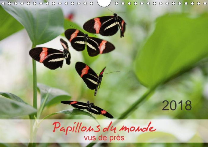 Emprunter PAPILLONS DU MONDE VUS DE PRES CALENDRIER MURAL 2018 DIN A4 - PORTRAITS DE DOUZE PAPILLONS A livre