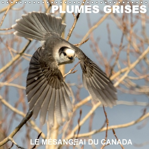 Emprunter PLUMES GRISES LE MESANGEAI DU CANADA CALENDRIER MURAL 2018 3 - RENCONTRE AVEC LE MESANGEAI DU livre