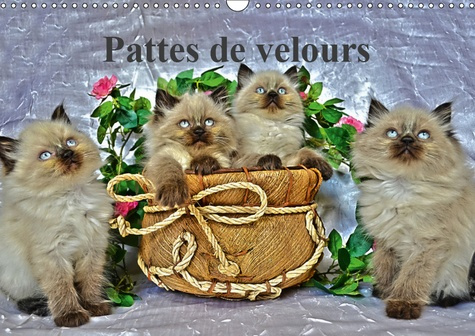 Emprunter PATTES DE VELOURS (CALENDRIER MURAL 2019 DIN A3 HORIZONTAL) - SEANCE PHOTOS DE CHATONS (CALENDRIER M livre